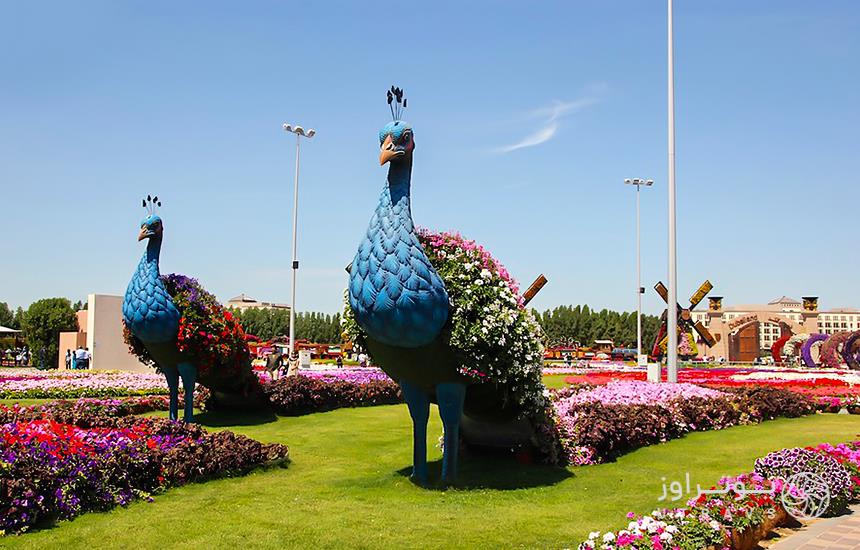 Beautiful Flower decoration in Dubai Miracle Garden